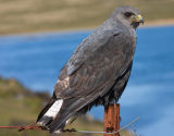 Red-backed Buzzard (male)